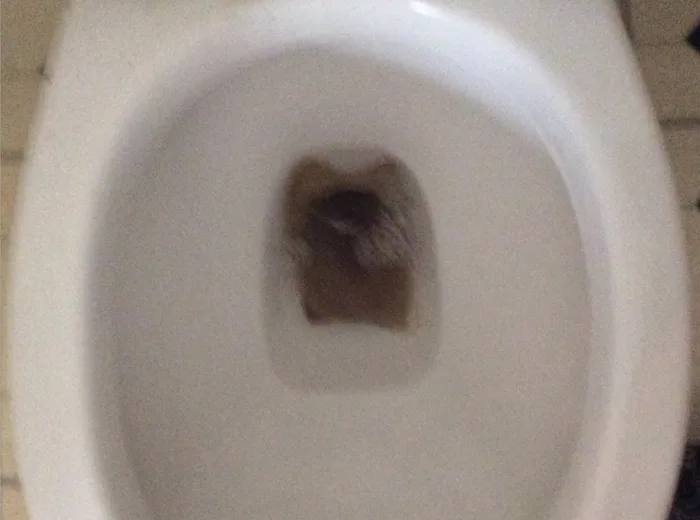 A heavily stained toilet bowl before cleaning